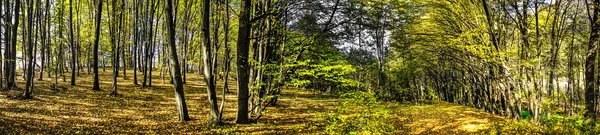 Zadziwiający Las jesienią. — Zdjęcie stockowe