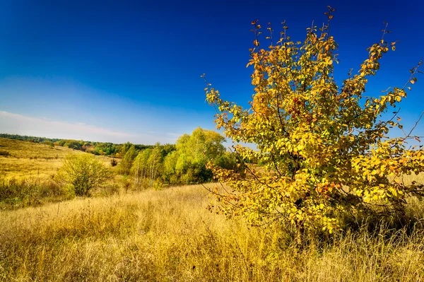 Buntes Herbstmotiv. — Stockfoto