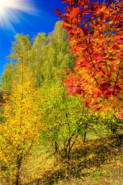 Яркая осенняя роща . — стоковое фото