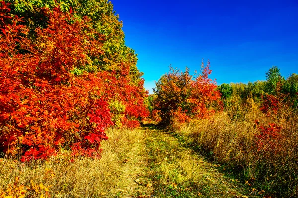 Otoño de oro en los invitados llegó al bosque . Imagen De Stock