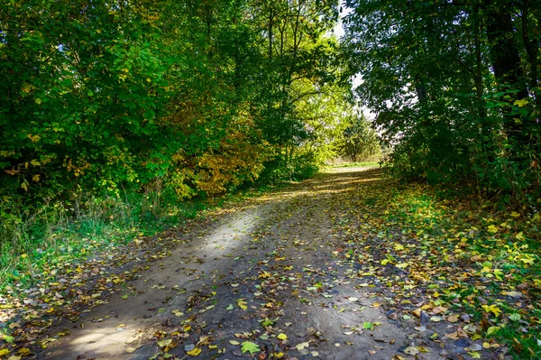 Corsia in legno autunnale . — Foto Stock