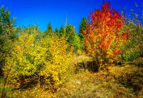 Magnifique automne doré dans la belle copse . — Photo