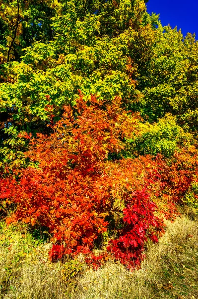 Wunderschöner Herbst im Wald. Stockbild