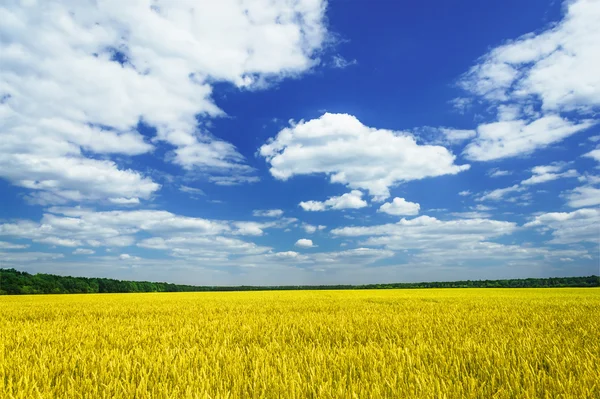 Веселое солнце и поле, полное пшеницы к лету . — стоковое фото