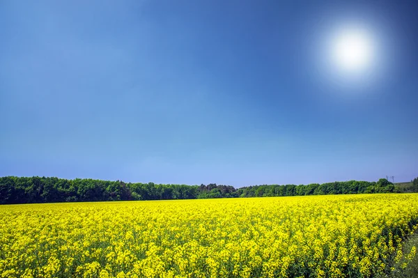 活気のある rapefield と青い空. — ストック写真