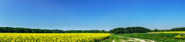 Altın rapefield ve mavi gökyüzü güzel Panoraması.