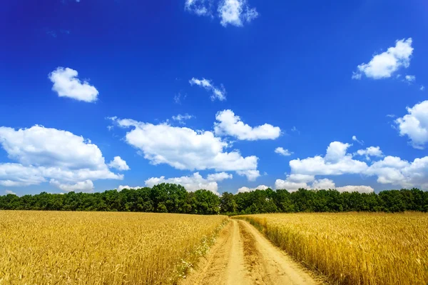 Wonderful golden wheat field. — Stok fotoğraf