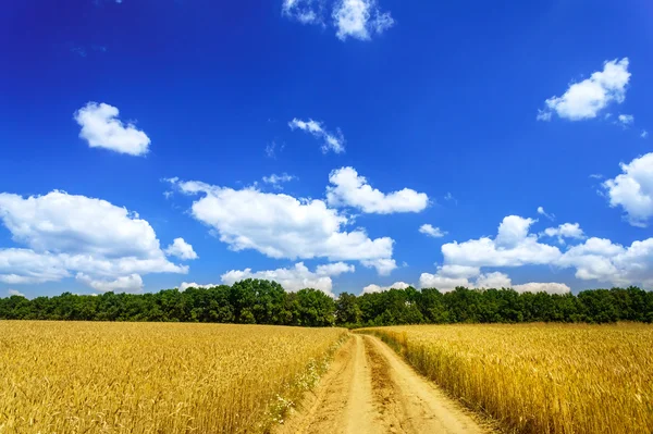 Wonderful golden wheat field. — Stockfoto