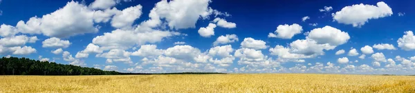 Поля, полные золотой пшеницы к лету . — стоковое фото