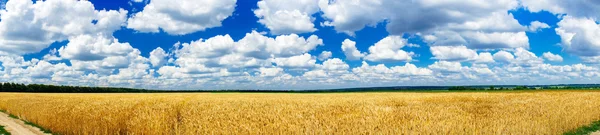 Underbara gyllene vete fält i sommaren. — Stockfoto