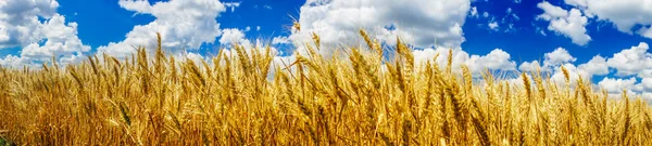 Summer panorama of ripe wheat. — Stock Photo, Image