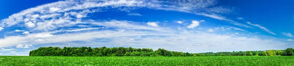 在夏天的美丽栽培的大豆田. — 图库照片