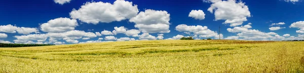 Campo amarillo de trigo y cielo azul . — Foto de Stock