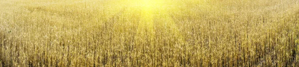 Golden wheat and sunbeams early morning by summer. — Stock Photo, Image