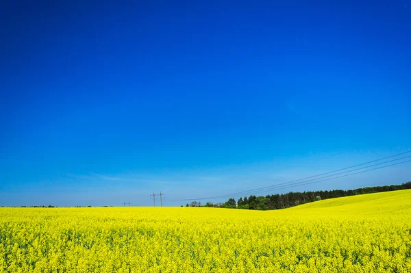 Golden řepkový pole pod modrou oblohou. — Stock fotografie