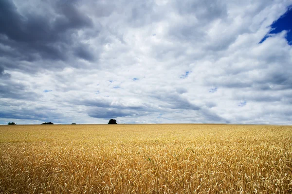 Storm clouds over a golden field. — Stock Photo, Image