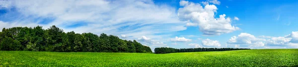 Bellissimo campo di soia coltivato in estate . — Foto Stock