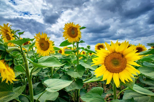 Kul solrosor tillväxt mot blå himmel. — Stockfoto