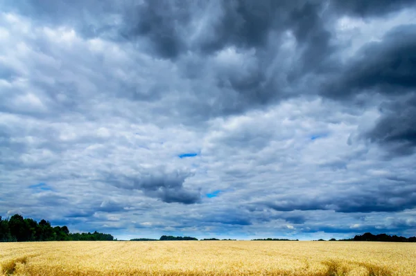 金色的田野的小麦和汹涌的云. — 图库照片