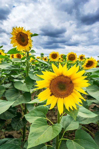 Solrosor tillväxt mot blå himmel. — Stockfoto