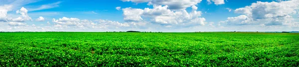 Belo campo de soja cultivada no verão . — Fotografia de Stock