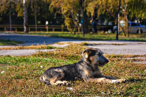 Сором'язливий молодий собака відпочиває на траві — стокове фото
