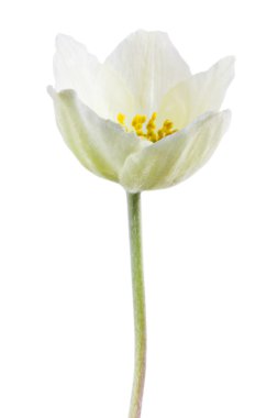 Beyaz izole beyaz anemon çiçeği