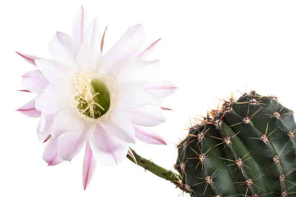 Kauniita kaktuksen kukkia — kuvapankkivalokuva