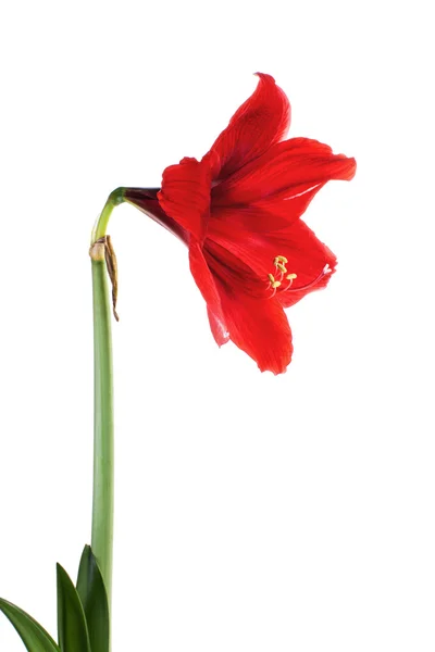 Große rote Blüte isoliert auf weißen Hippeastrum-Hybriden — Stockfoto