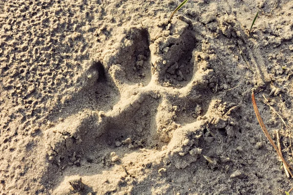 Hundespuren im Sand — Stockfoto