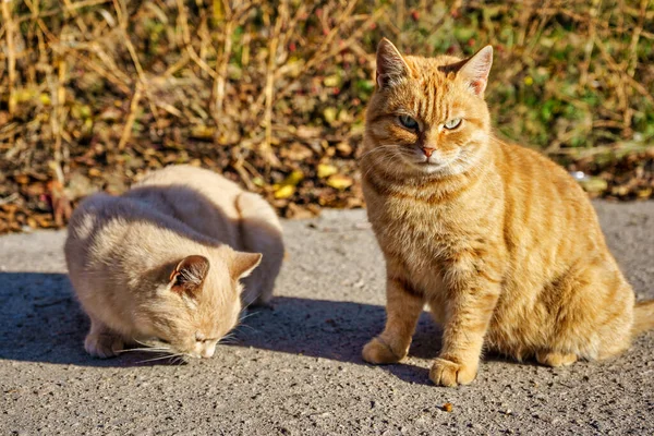Two stray cats eat dry food on asphalt in the fall on a sunny day. Help stray animals, feeding. Animals in town