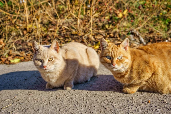 Dois Gatos Vadios Comem Comida Seca Asfalto Queda Dia Ensolarado — Fotografia de Stock