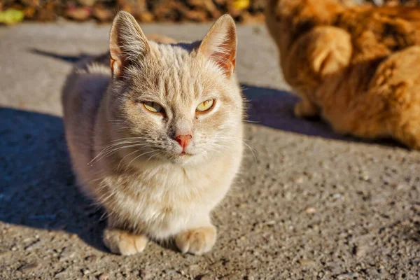 Two stray cats eat dry food on asphalt in the fall on a sunny day. Help stray animals, feeding. Animals in town