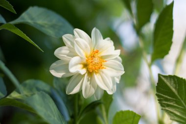 Gün batımı ışıkta Beyaz Yıldız çiçeği