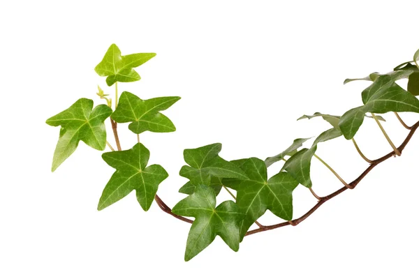 Ivy — Stock Photo, Image