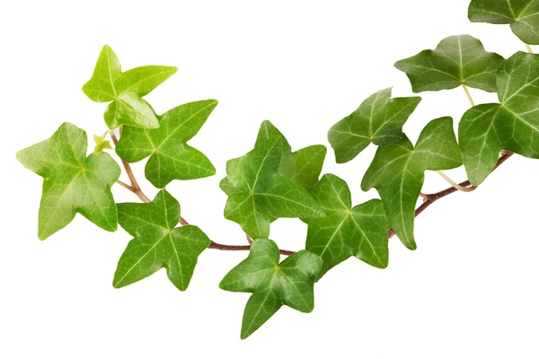 Ivy — Stock Photo, Image