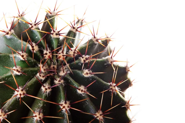 Cactus, sappige — Stockfoto