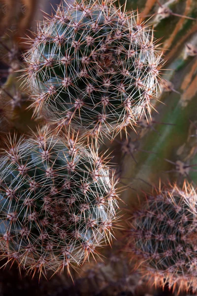 Kaktus, mehukas — kuvapankkivalokuva