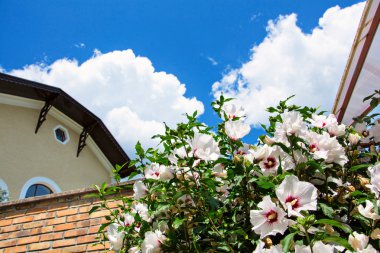 Güzel beyaz ve kırmızı hibiscus çiçek