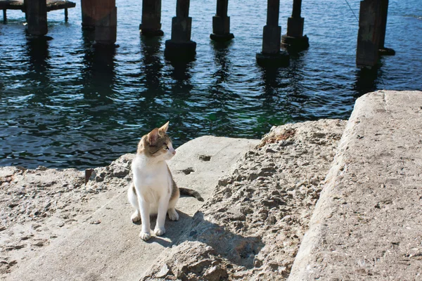 Gato selvagem — Fotografia de Stock