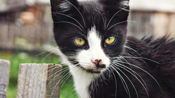 Gato jovem em uma cerca de madeira — Fotografia de Stock