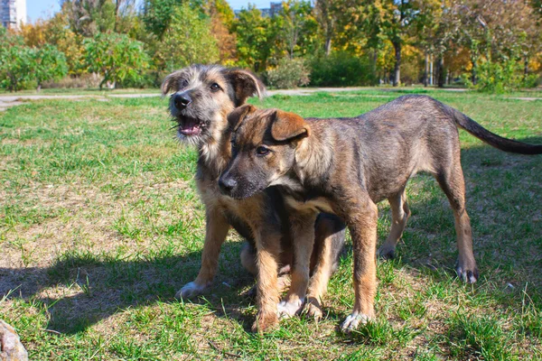 Parkta iki genç köpek — Stok fotoğraf