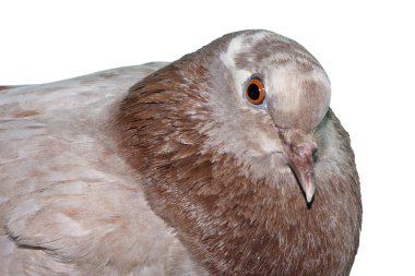 Güvercin beyaz izole