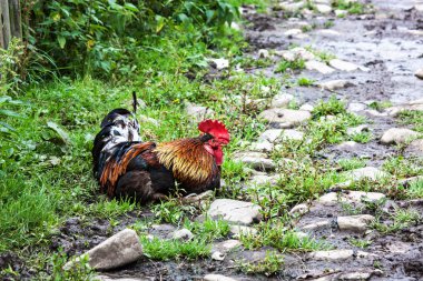 Çimenlerin üzerinde oturan güzel horoz