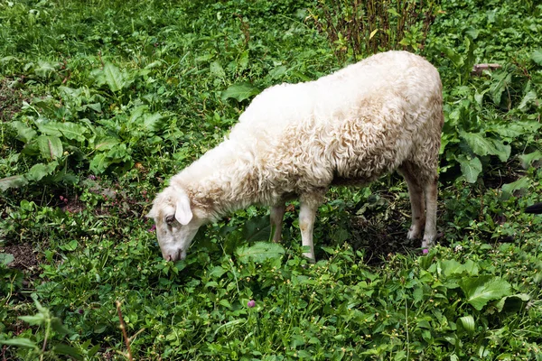 Ovelhas comendo grama no prado — Fotografia de Stock