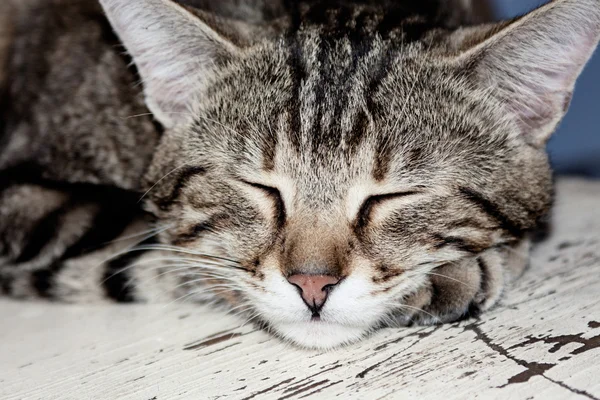 Портрет коричневой полосатой кошки, спящей на белой волне — стоковое фото