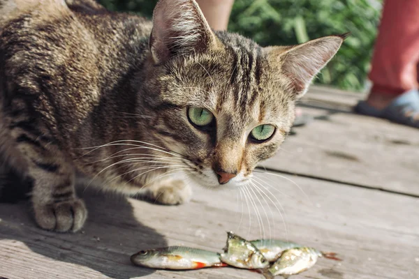 Gato come peixe fresco em um cais — Fotografia de Stock