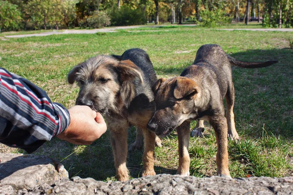 Adam iki genç köpek parkta beslemeleri — Stok fotoğraf