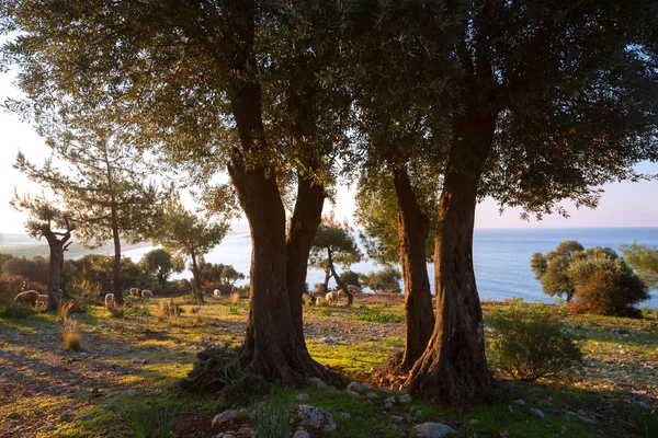 Αιωνόβιες ελιές και του Αγροτικού τοπίου — Φωτογραφία Αρχείου