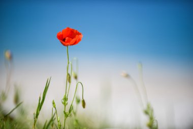 Mavi gökyüzü arka plan üzerinde kırmızı gelincik